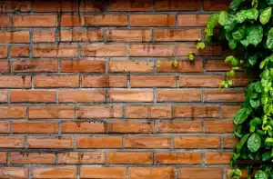 Brick wall with green ivy, highlighting the importance of brick maintenance and cleaning.