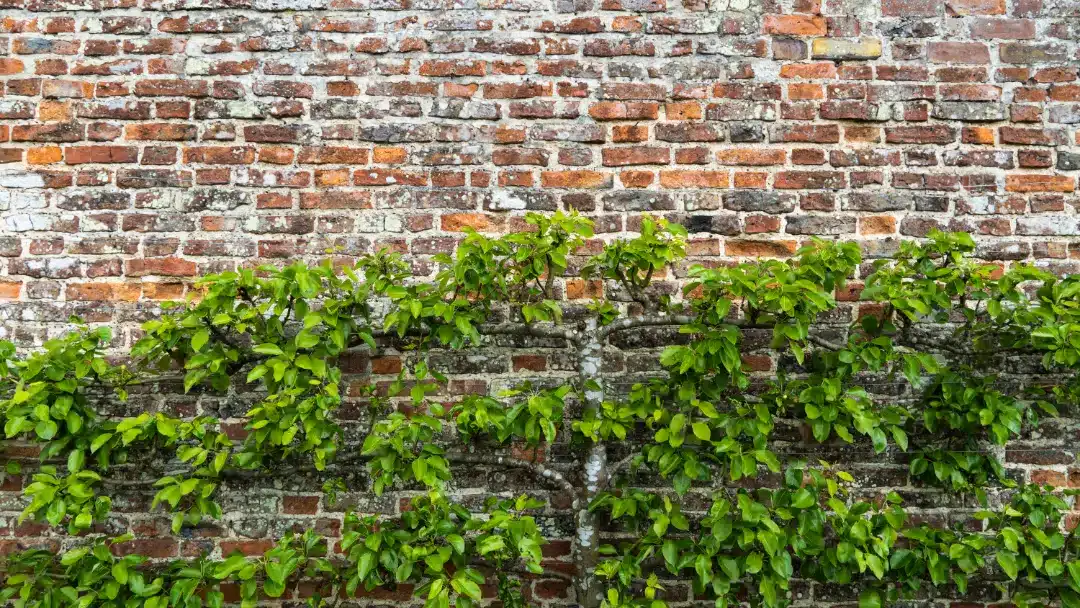 Brick wall with efflorescence and climbing green plants, illustrating moisture issues affecting London masonry.